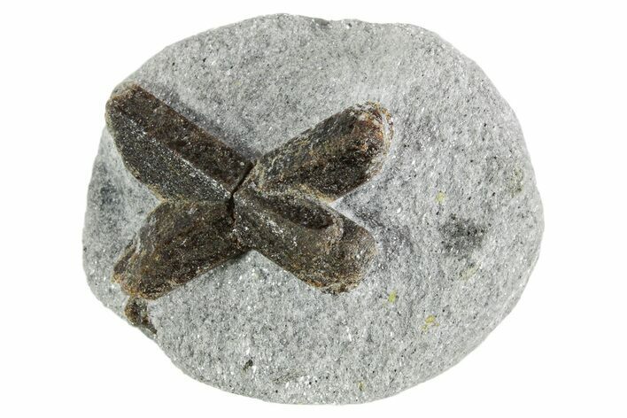 Twinned Staurolite Cross In Glittering Mica-Schist - Russia #356577